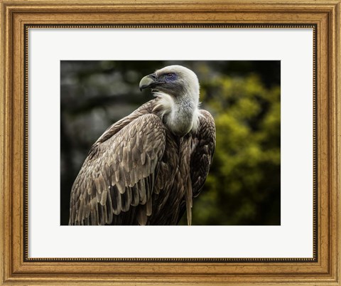 Framed Vulture 4 Print