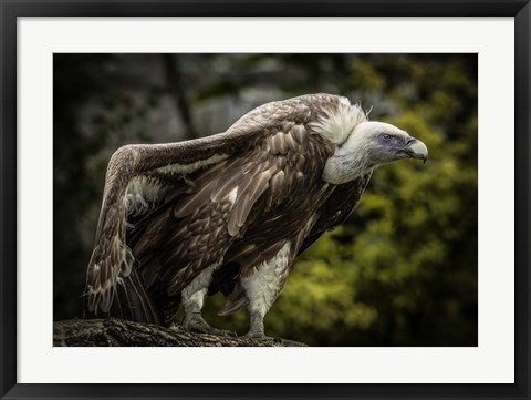 Framed Vulture 5 Print