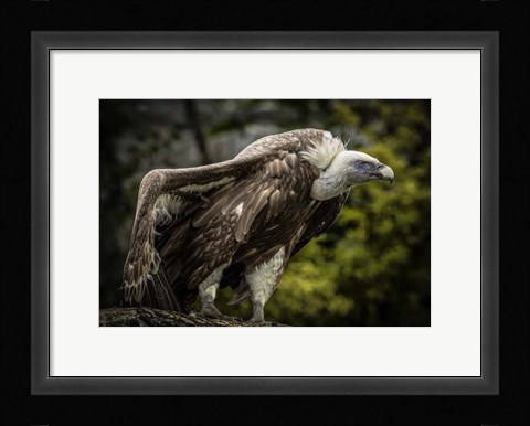 Framed Vulture 5 Print