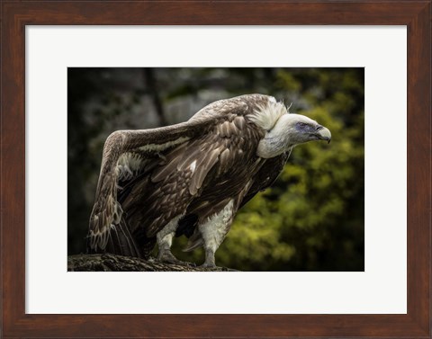 Framed Vulture 5 Print