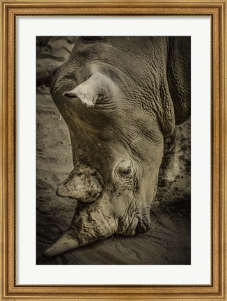 Framed Male Rhino Print
