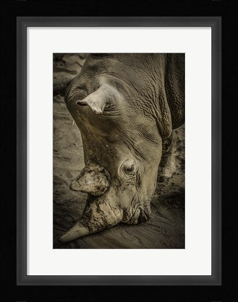 Framed Male Rhino Print