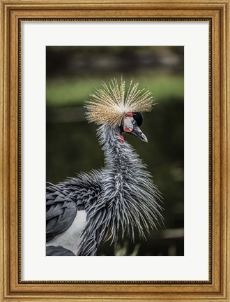 Framed Yellow Crowned Crane Print