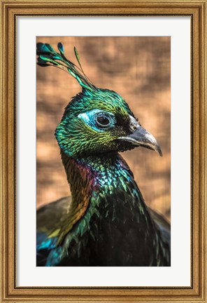 Framed Bird of Paradise Print