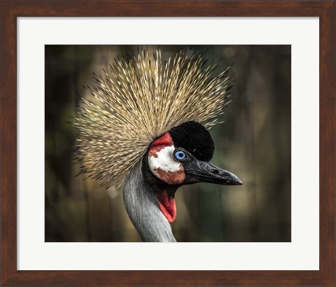 Framed Yellow Crowned Crane 2 Print