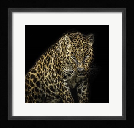 Framed Angry Jaguar Print