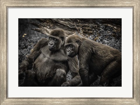 Framed Gorillas 4 Print