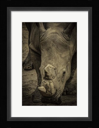 Framed Male Rhino 2 Print
