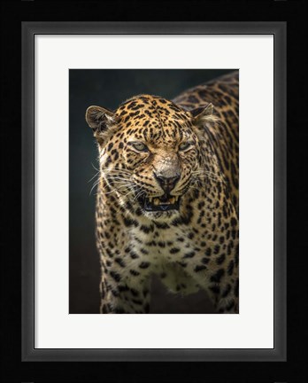 Framed Angry Jaguar 2 Print