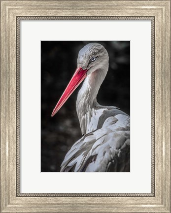 Framed Stork 7 Print