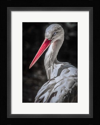 Framed Stork 7 Print