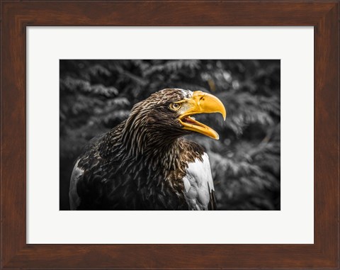 Framed Steller Eagle 7A Print