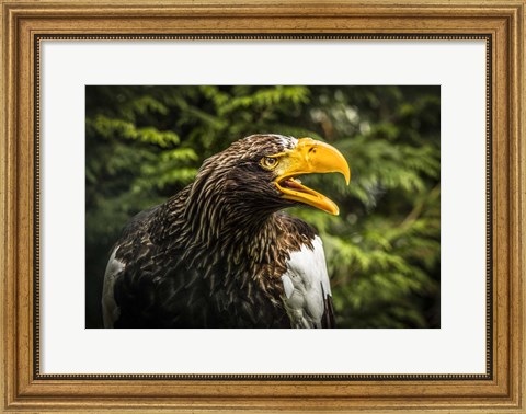 Framed Steller Eagle 7B Print