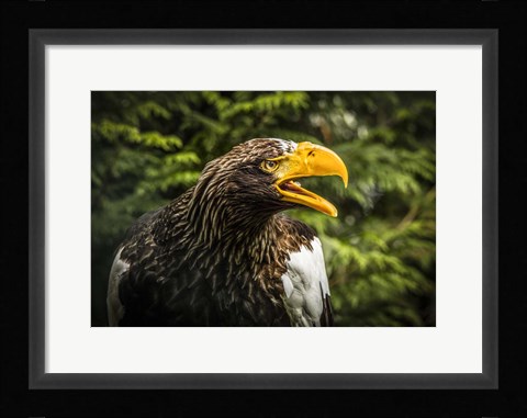 Framed Steller Eagle 7B Print