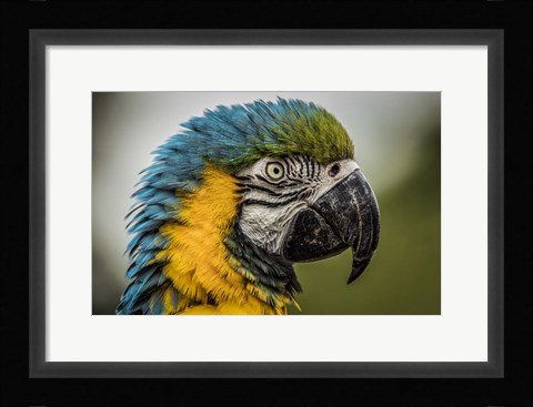 Framed Blue Ara Parrot Print