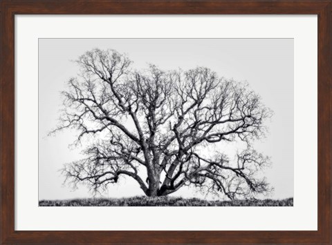 Framed Grand Oak Tree I Print