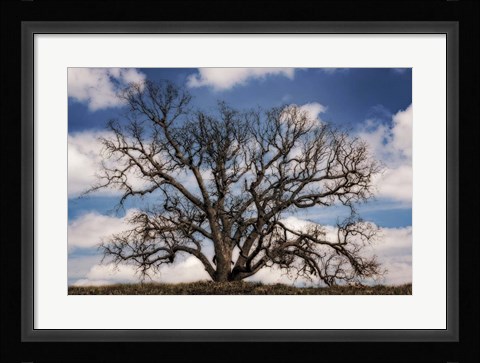 Framed Grand Oak Tree III Print