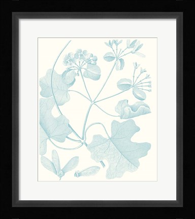 Framed Botanical Study in Spa II Print