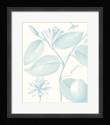 Framed Botanical Study in Spa III Print