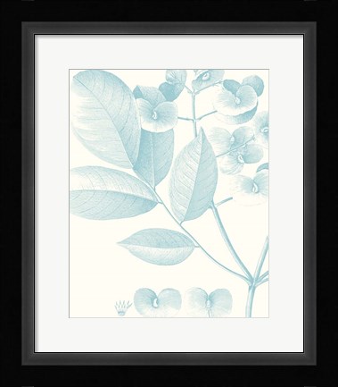 Framed Botanical Study in Spa V Print