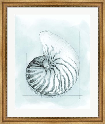 Framed Coastal Shell Schematic II Print