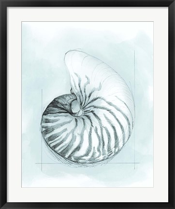 Framed Coastal Shell Schematic II Print