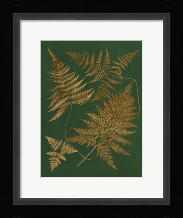 Framed Gilded Ferns II Print