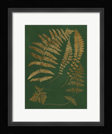 Framed Gilded Ferns III Print