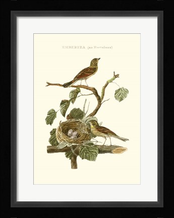 Framed Nozeman Common Teal Nest Print