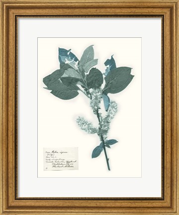 Framed Pressed Flowers in Spa I Print