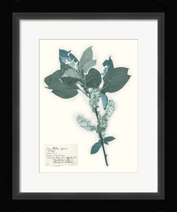 Framed Pressed Flowers in Spa I Print