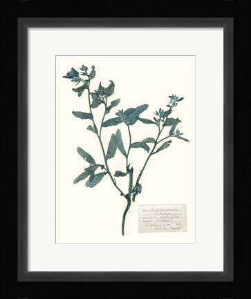 Framed Pressed Flowers in Spa III Print
