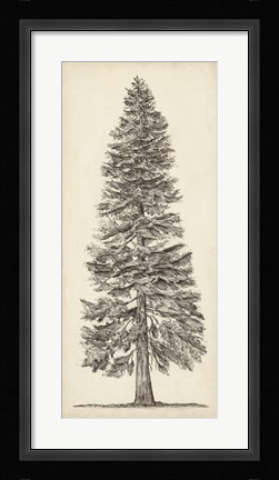 Framed Pacific Northwest Tree Sketch I Print