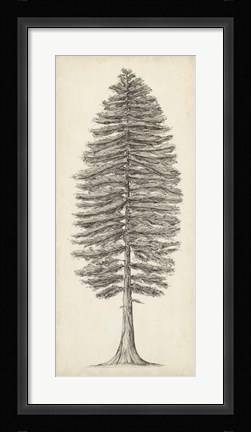 Framed Pacific Northwest Tree Sketch II Print