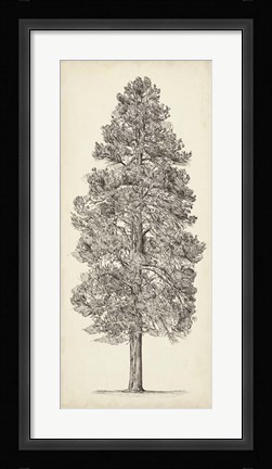 Framed Pacific Northwest Tree Sketch III Print
