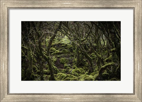 Framed Mossy Forest 2 Print