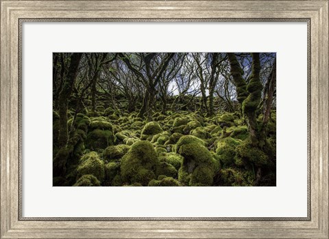 Framed Mossy Forest 3 Print