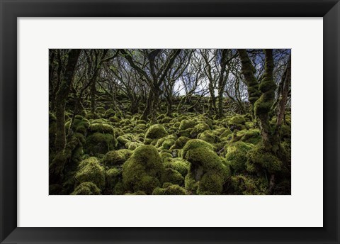Framed Mossy Forest 3 Print