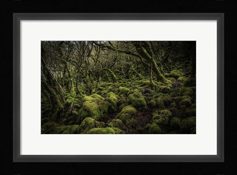 Framed Mossy Forest 4 Print