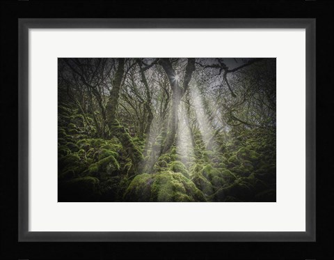 Framed Mossy Forest 5 Print