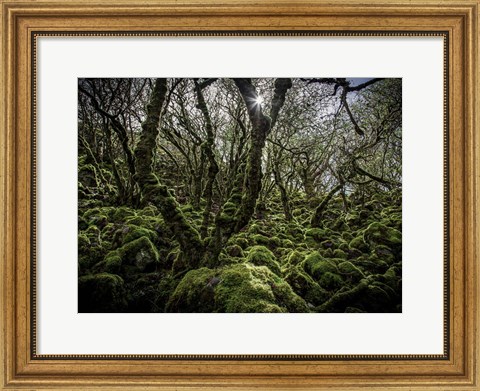 Framed Mossy Forest 6 Print