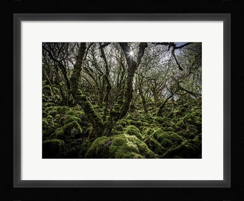 Framed Mossy Forest 6 Print