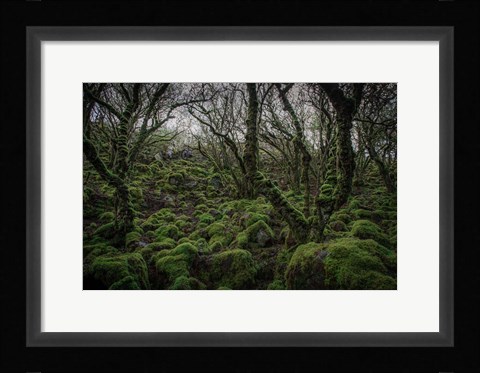 Framed Mossy Forest 7 Print