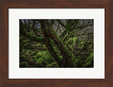 Framed Mossy Forest 8 Print