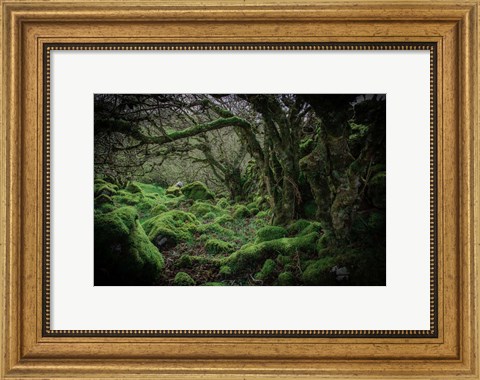 Framed Mossy Forest 9 Print
