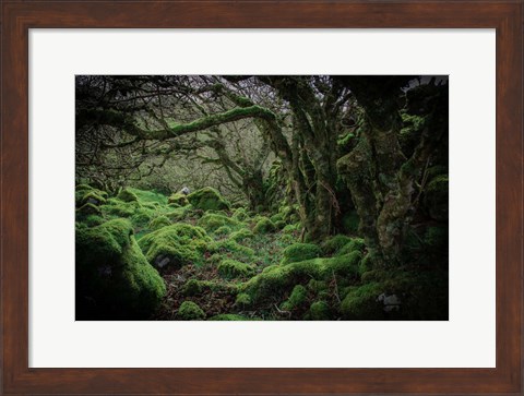 Framed Mossy Forest 9 Print