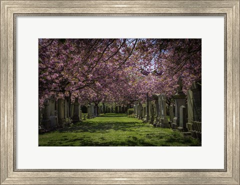 Framed Cherry Blossem Print