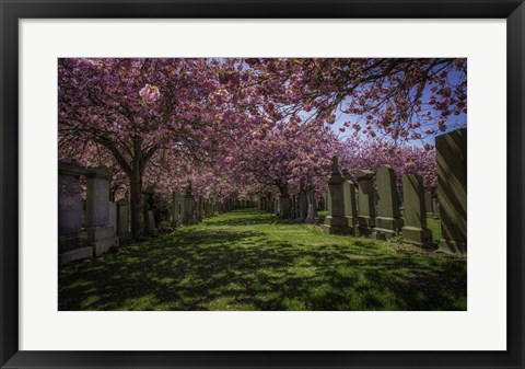 Framed Cherry Blossem 2 Print