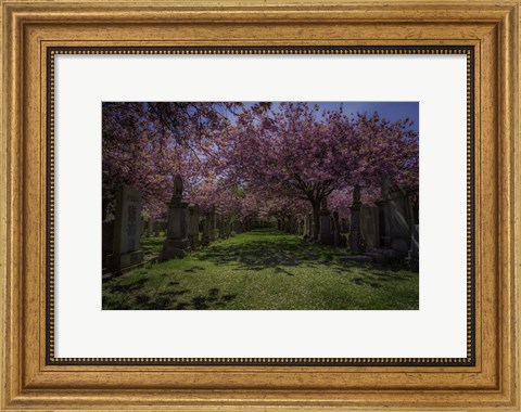 Framed Cherry Blossem 3 Print