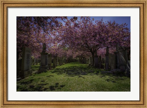 Framed Cherry Blossem 3 Print